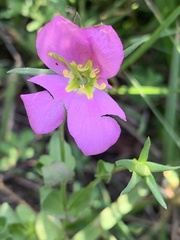 Sabatia campestris