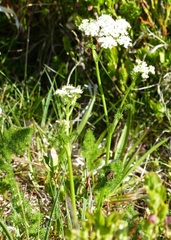 Meum athamanticum