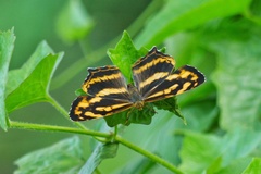 Symbrenthia lilaea formosanus