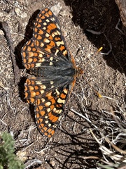 Euphydryas anicia alena