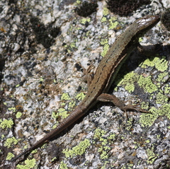 Podarcis muralis