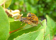 Helophilus pendulus