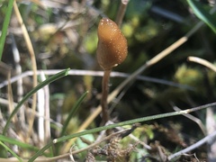 Galeropsis polytrichoides