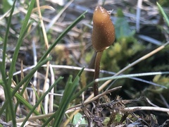 Galeropsis polytrichoides