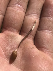 Galeropsis polytrichoides