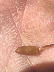 Galeropsis polytrichoides