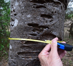 Armatocereus cartwrightianus