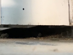 Tarentola mauritanica