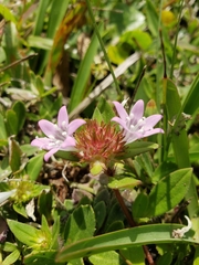 Richardia grandiflora