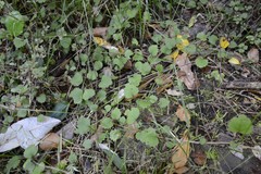 Brachyglottis sciadophila