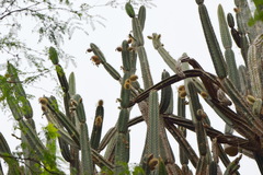 Armatocereus cartwrightianus