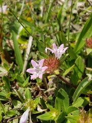 Richardia grandiflora
