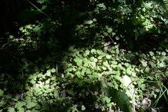 Brachyglottis sciadophila