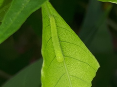 Appias libythea olferna
