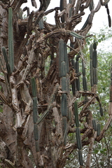 Armatocereus cartwrightianus
