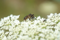 Andrena rosae