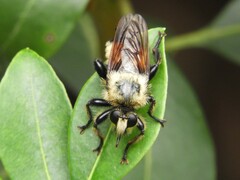 Laphria grossa