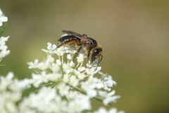 Andrena rosae