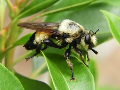 Laphria grossa