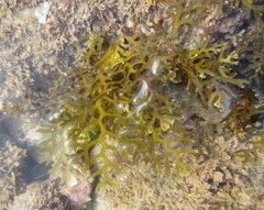 Carpophyllum plumosum