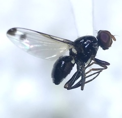 Seioptera