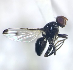 Seioptera