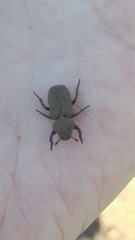 Chthonobius conspersus