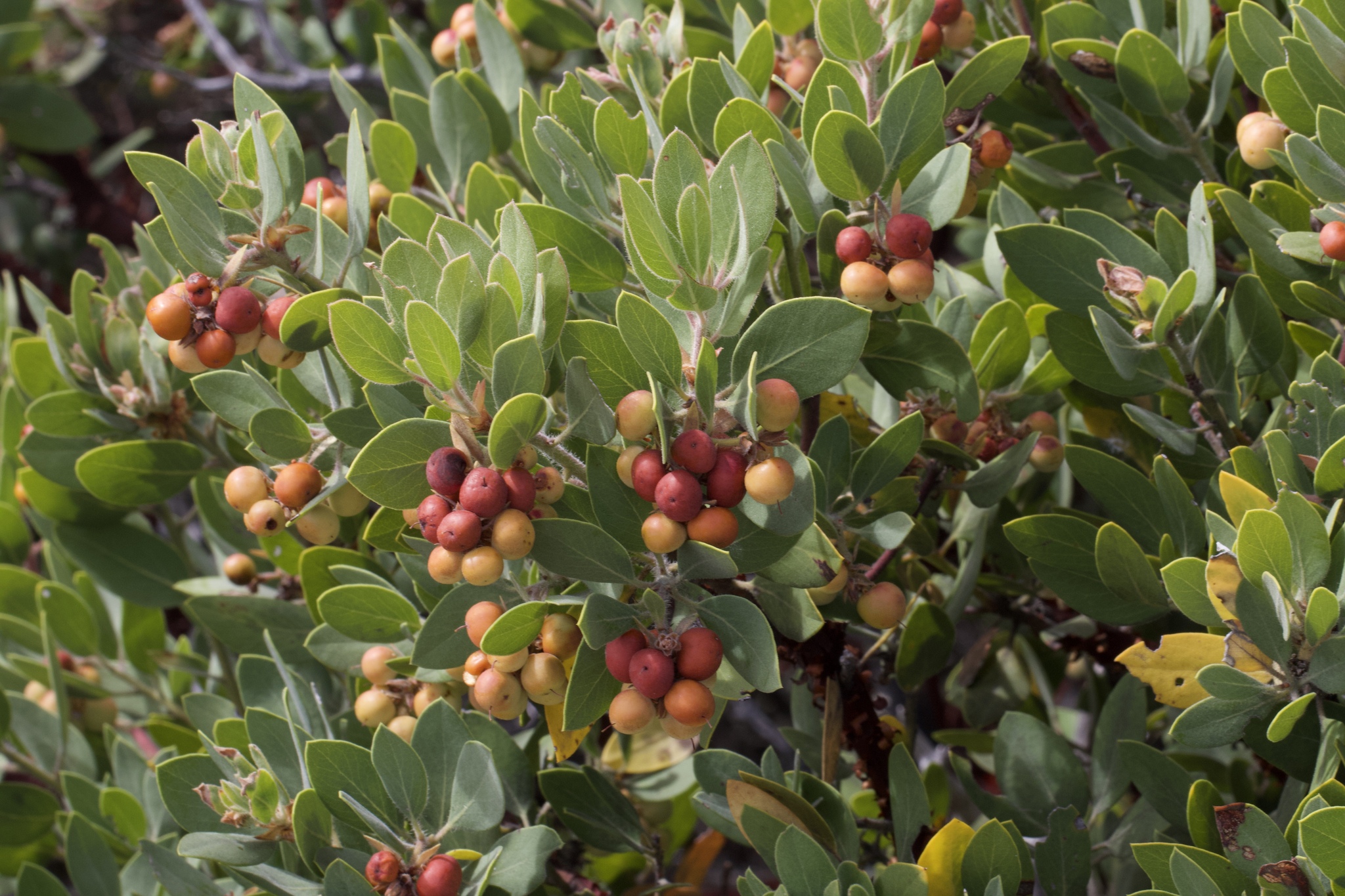 Arctostaphylos glandulosa