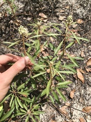 Croton argyranthemus