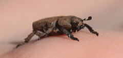 Chthonobius conspersus