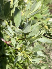 Salix orestera