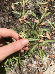 Croton argyranthemus