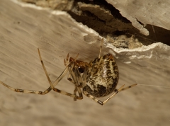 Parasteatoda tepidariorum