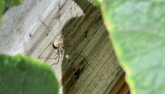 Leiobunum blackwalli