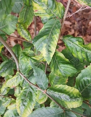 Litylenchus crenatae