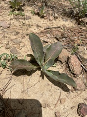 Asclepias nyctaginifolia