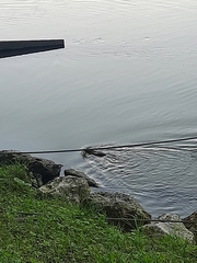 Ondatra zibethicus