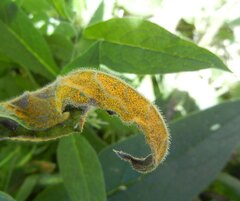 Pucciniastrum symphyti