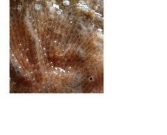 Schizomavella linearis
