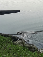 Ondatra zibethicus