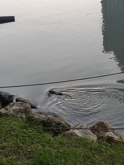 Ondatra zibethicus