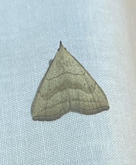 Macrochilo litophora