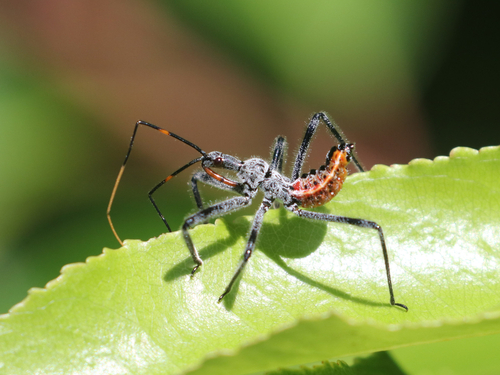 Wheel bug