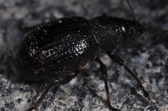 Otiorhynchus nodosus