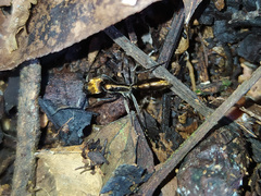Neoponera aenescens