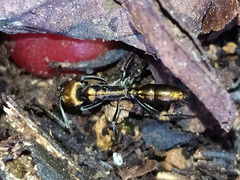 Neoponera aenescens