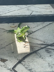 Iguana iguana