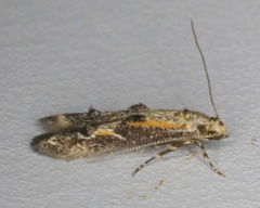 Blastodacna atra
