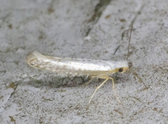 Argyresthia subreticulata