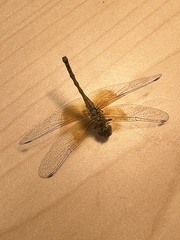 Sympetrum semicinctum